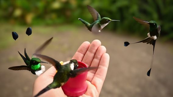 Private Tour durch den Nebelwald von Mindo: Vogelbeobachtung, Vögel & Natur
