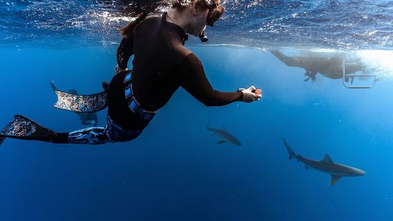 Shark Dive Oahu (No cage)