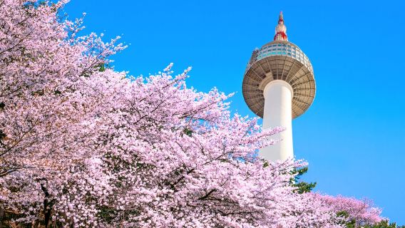 BusanTravel Services
