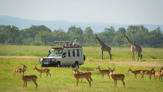 Mikumi National Park 1-day safari tour from Zanzibar