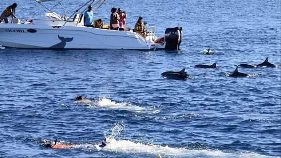 Tur Rumah Lumba-Lumba Hurghada Kelompok Kecil