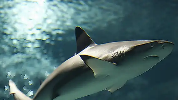 Lanzarote Aquarium: Skip The Line Ticket