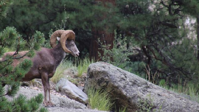 Die Safari-Tour durch den Rocky-Mountain-Nationalpark