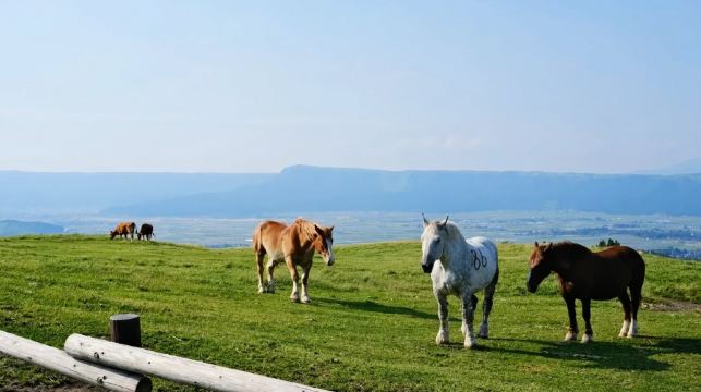 日本九州秘境：阿蘇火山·贈接駁車+草千里+高千穗峽谷一日遊