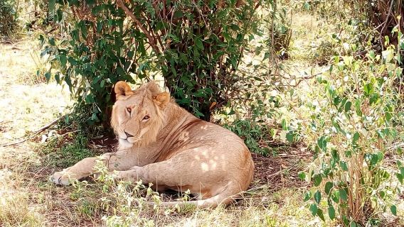 Dar el Salam: Full-Day Mikumi National Park Tour