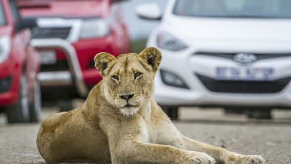 Hartbeespoort: tour autonomo del parco safari e dei leoni