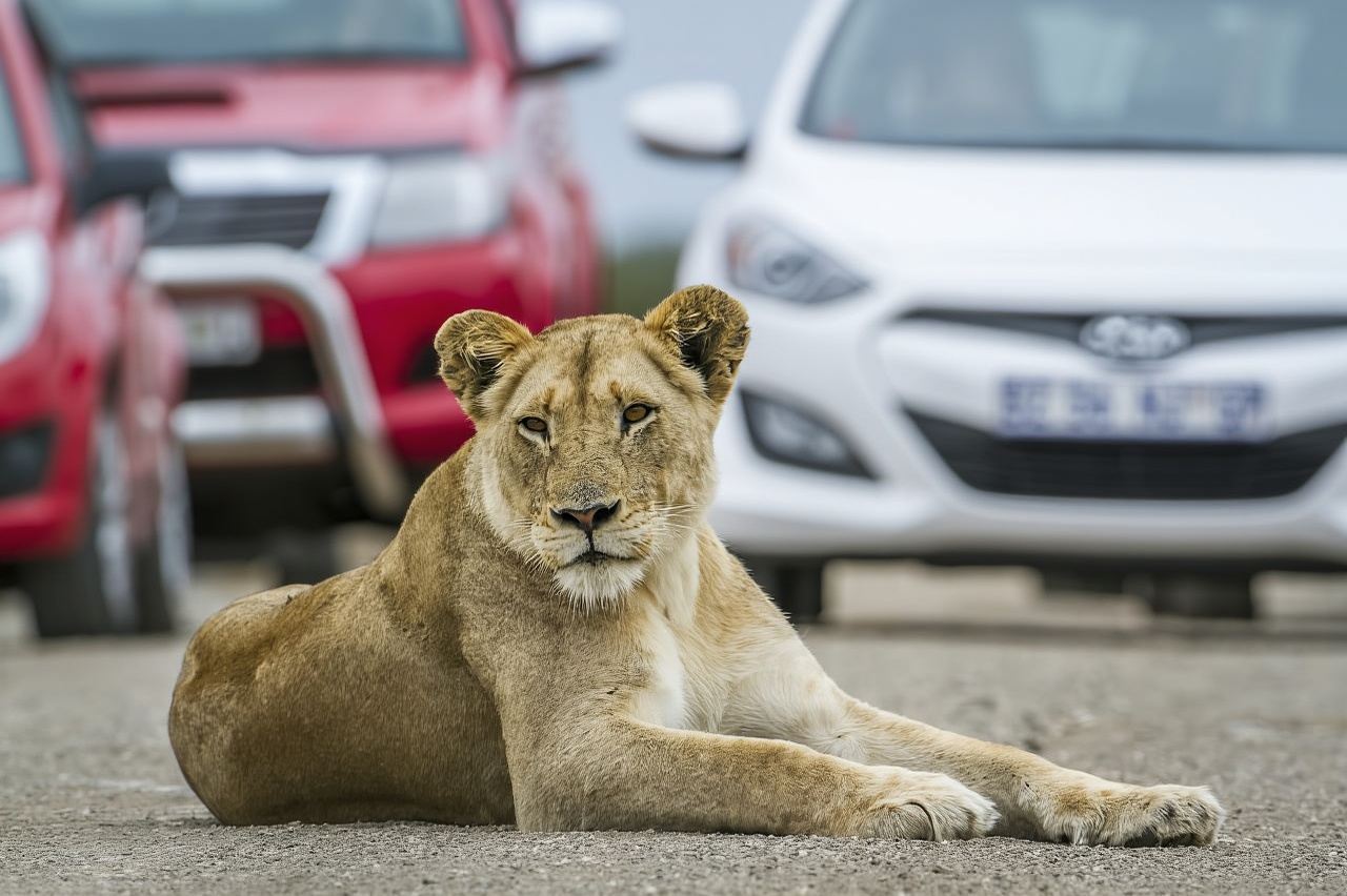 Hartbeespoort: Self-Drive Lion and Safari Park Tour