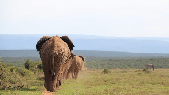Excursión de un día al Parque Nacional de Elefantes de Addo con safari y almuerzo