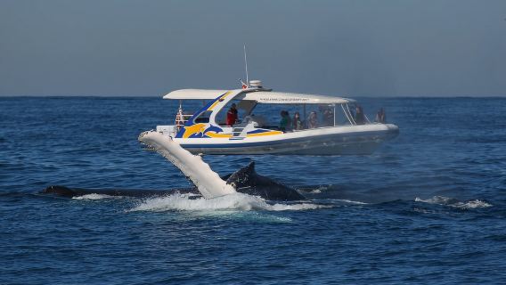 Sydney: 2.5 hour Adventure Whale Watching Cruise