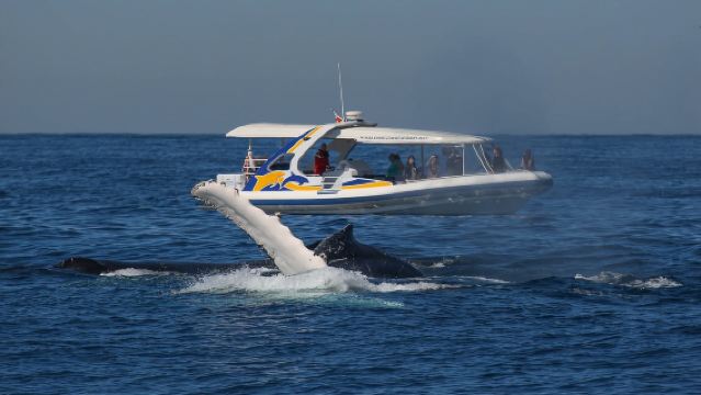 Sydney: 2.5 hour Adventure Whale Watching Cruise