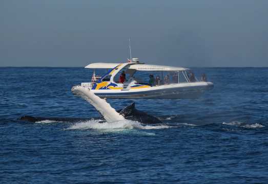 Sydney: 2.5 hour Adventure Whale Watching Cruise AUD 125.13