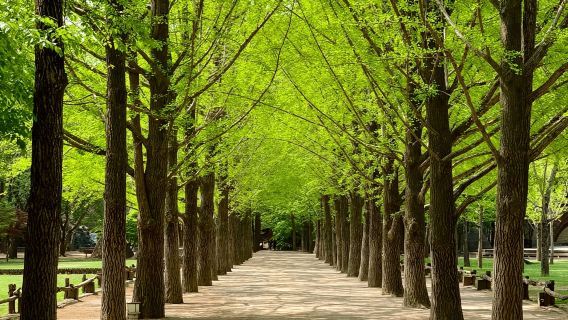 โซล: นามิ เปอตีฟรองซ์ อิตาเลียนวิลเลจ ตัวเที่ยวรถไฟเหาะ