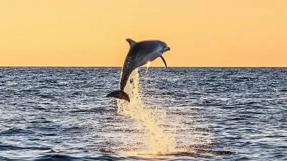 Destin: Dolphin Watching Cruise