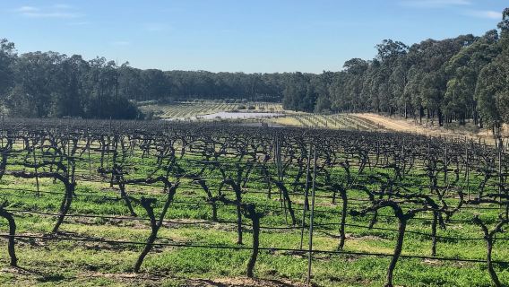 Desde Sídney: Cata de vinos y picnic en una bodega del valle de Hunter