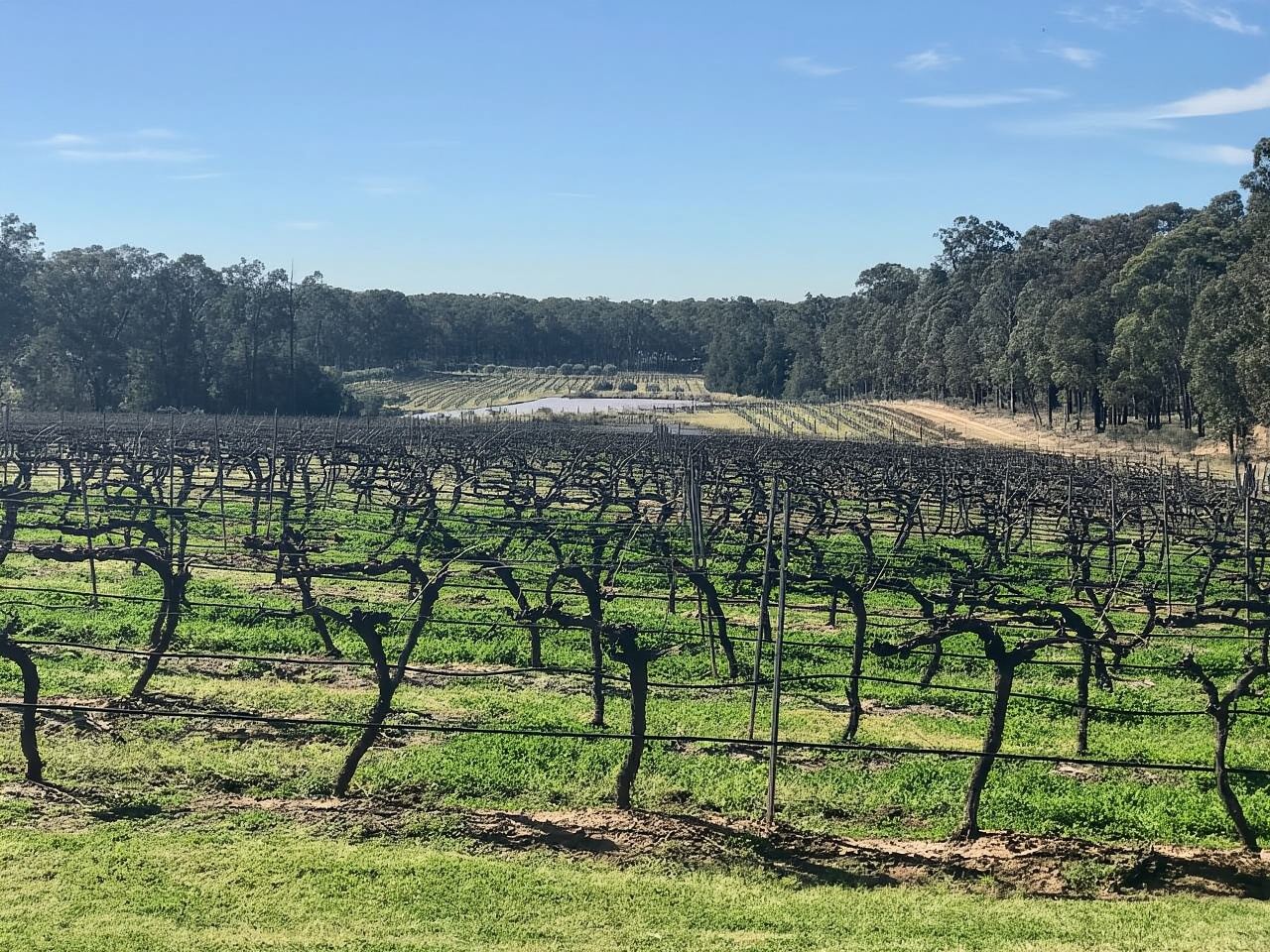 Desde Sídney: Cata de vinos y picnic en una bodega del valle de Hunter