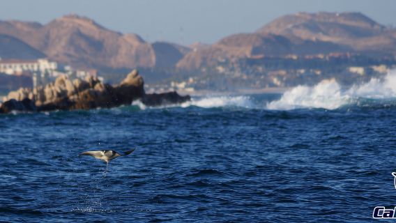 Tour di snorkeling privato e condiviso a Cabo San Lucas
