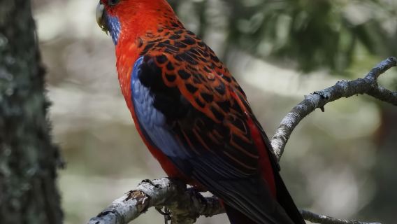 From Sydney: Australian Wildlife Safari with Lunch & Dinner