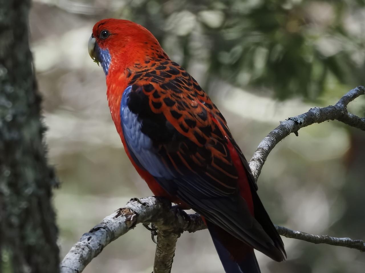 From Sydney: Australian Wildlife Safari with Lunch & Dinner