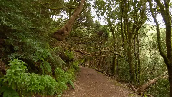 Cruz del Carmen: Hiking in Anaga with Local Food Products