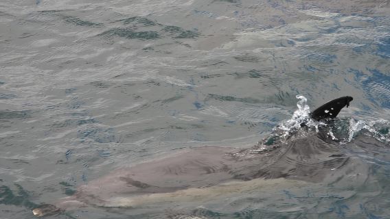 Dari Jerez: Lawatan Menonton Lumba-lumba Gibraltar dengan Masa Lapang