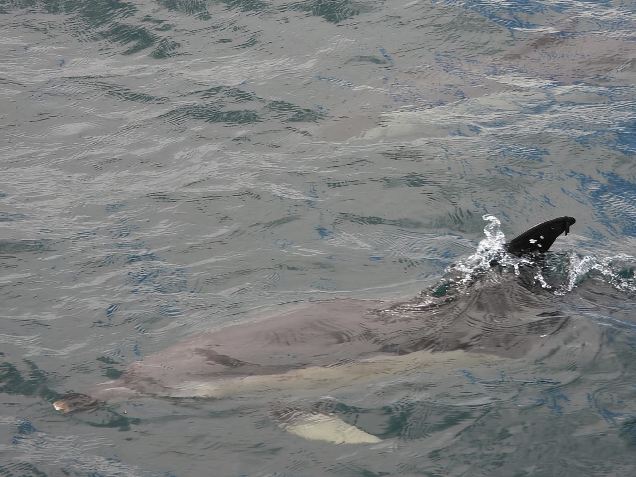 From Jerez: Gibraltar Dolphin Watching Tour with Free Time