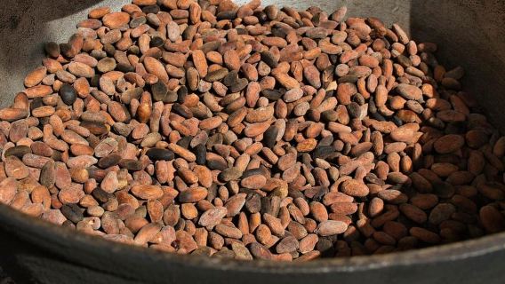 San Carlos: Lawatan Seni Membuat Coklat di Don Olivo