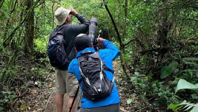 Morgenspaziergang im Monteverde Cloud Forest Reserve -Monteverde Wild-