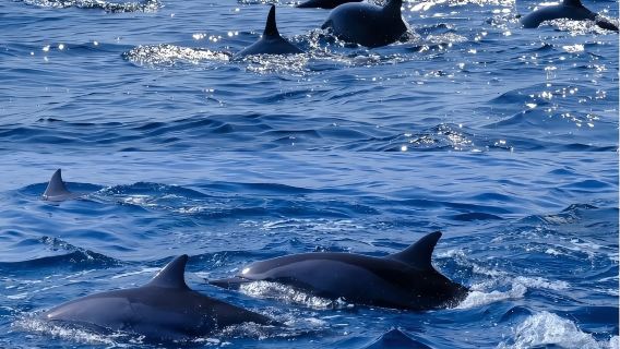 บาหลี ทัวร์วันดูโลมาที่โลวินา ชมพระอาทิตย์ขึ้น มีแพ็กเกจให้เลือก โลมา&ภูเขาไฟ&น้ำพุร้อน&นาขั้นบันได