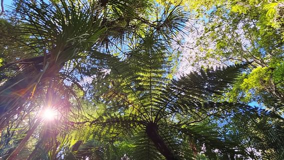 *Popular Tour* - Bay of Islands: Nature Adventure Tour