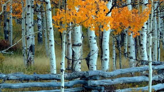 Park City: Geführte Wanderung auf öffentlichen Wanderwegen