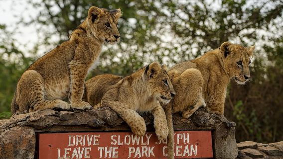 1 Day Tour Nairobi National Park,Giraffe Center&Karen Blixen