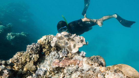 Full-Day Great Barrier Reef Snorkeling from Hamilton Island
