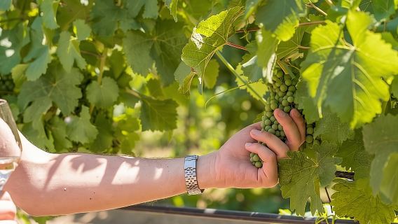 Côtes de Provence Wine Tour Morning