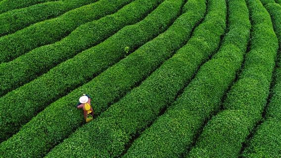 Tour riêng tham quan Văn hóa trà Long Cốc Hàng Châu và Tây Hồ trong một ngày
