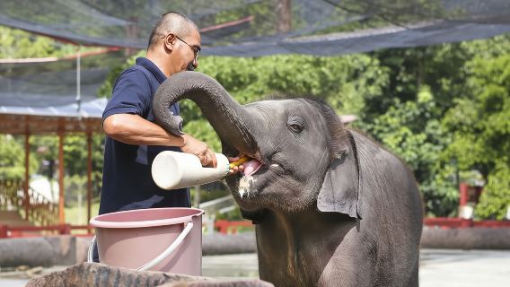Excursion au sanctuaire des éléphants de Kuala Gandah avec déjeuner au départ de Kuala Lumpur
