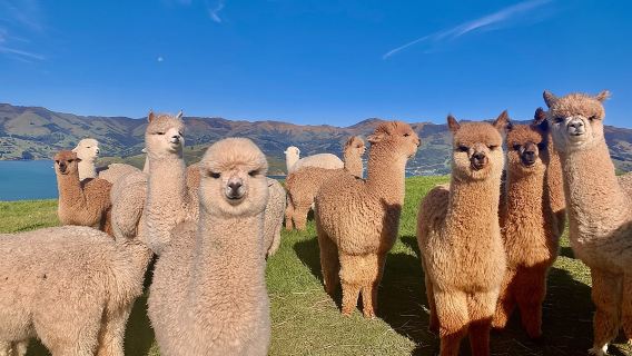Shamarra Alpaka-Farm-Touren
