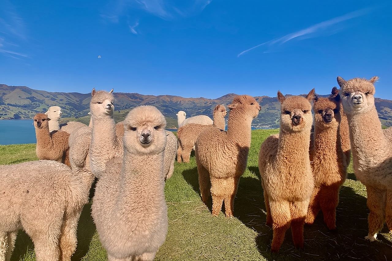 Visitas a la granja de alpacas Shamarra