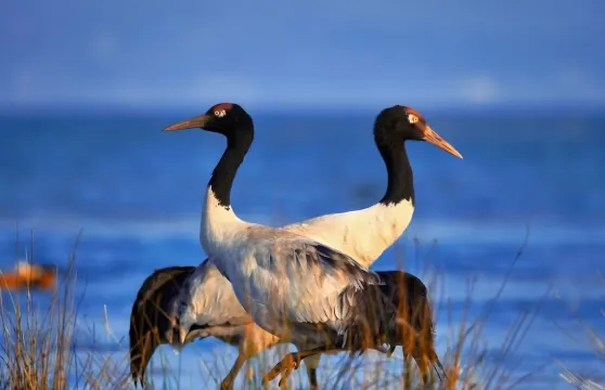 香格里拉+無底湖+稻城亞丁一日遊包車