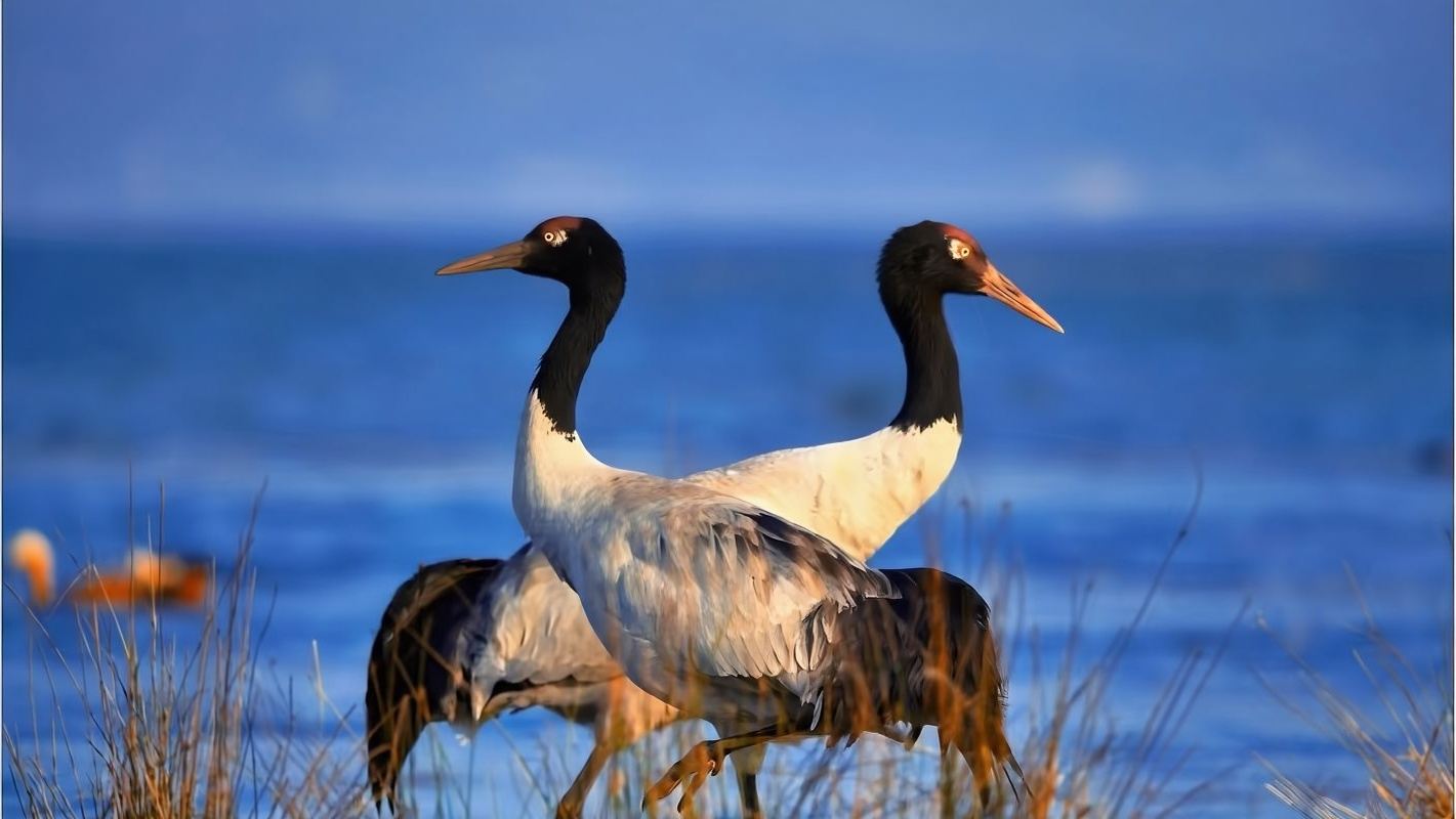 香格里拉+無底湖+稻城亞丁一日遊包車
