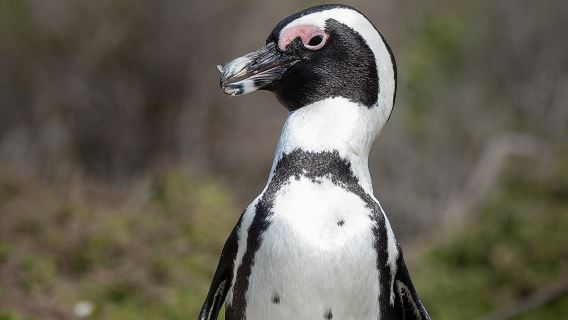 Cape Peninsula & Penguins Private Day Tour, Entrances Included.