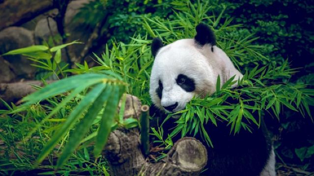 Base d'élevage des pandas géants [Commentaire professionnel de 2H par un guide local|Découvrez en profondeur les pandas géants|Inclut le billet d'entrée