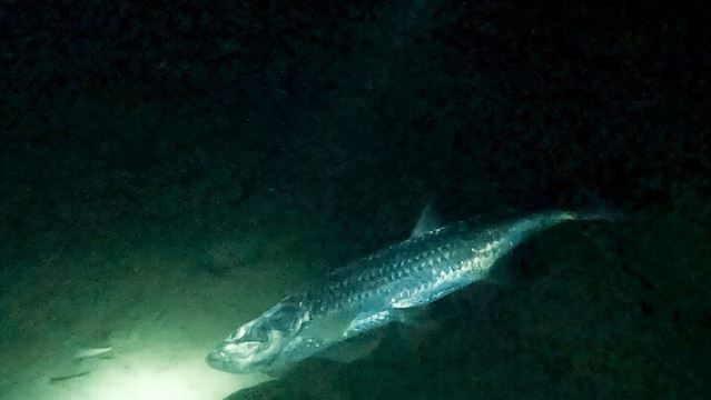 Nachtelijk snorkelavontuur