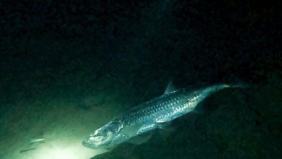 Night Snorkeling Adventure