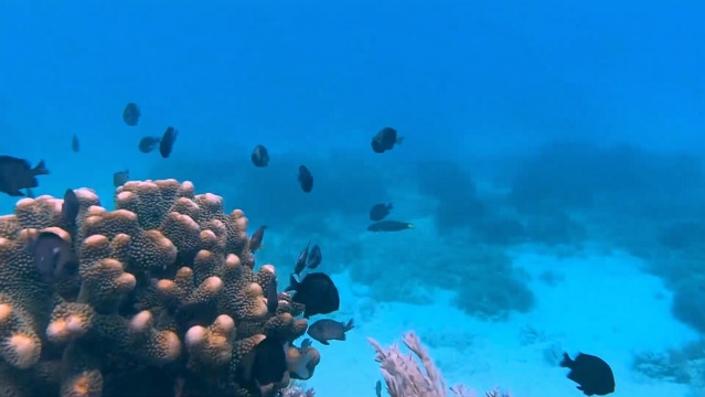 Bohol: Dolphin Watching & Snorkeling at Balicasag Island
