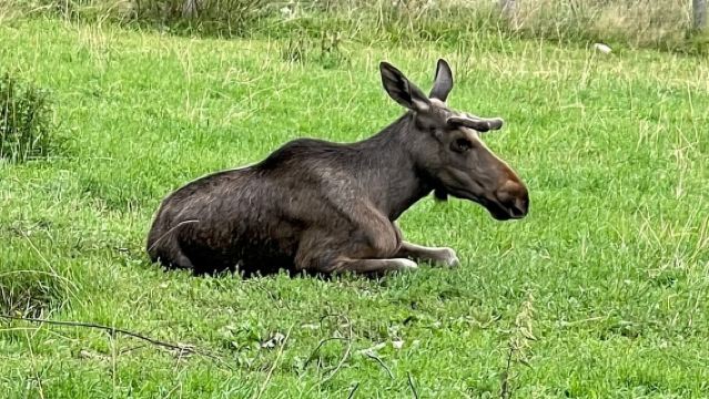 Dals Långed: Moose Park Guided Tour with Feeding