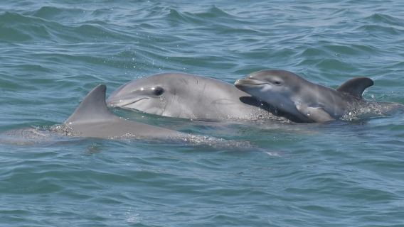 Cape May : croisière d'observation des dauphins et des oiseaux