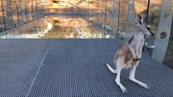 Cobbold Gorge 3 hour tour