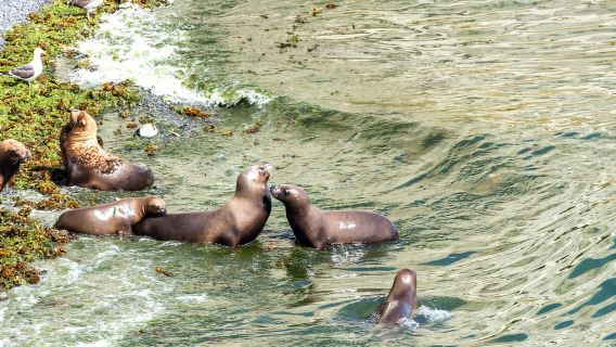 Puerto Madryn: Punta Loma Shore Excursion