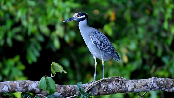 Experiencia de 3 horas por los canales del Parque Nacional.
