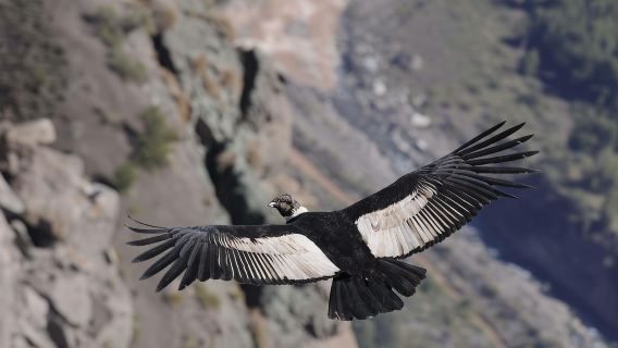 Dari Arequipa: Lawatan ke Chivay & Colca Canyon